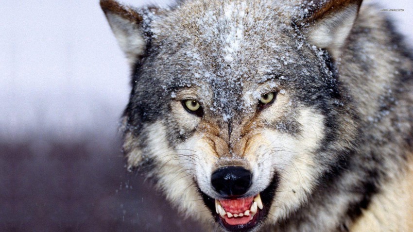 Wolf Angry Face Background Full HD Wallpaper Download