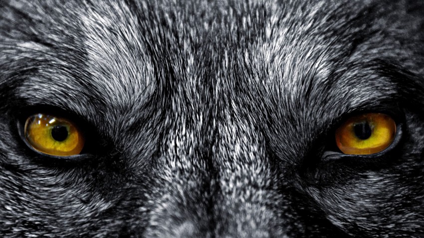 Wolf Face Background Full HD Wallpaper Download