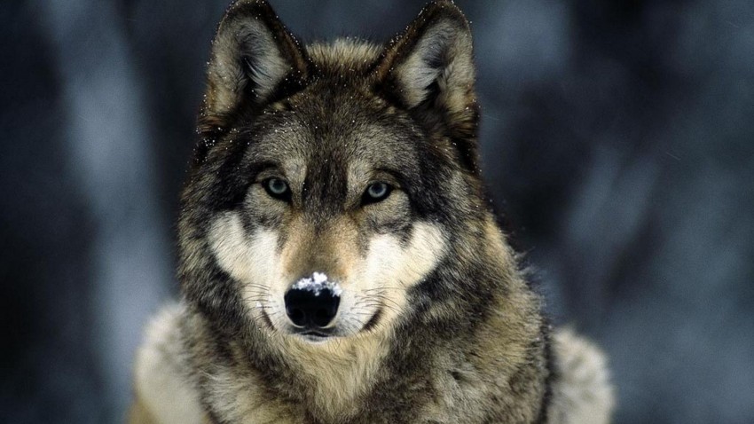 Wolf Face Background Full HD Wallpaper Download