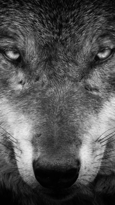 werewolf face wallpaper
