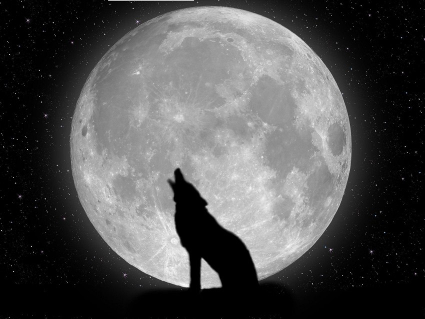 Wolf Full Moon Background Full HD Wallpaper