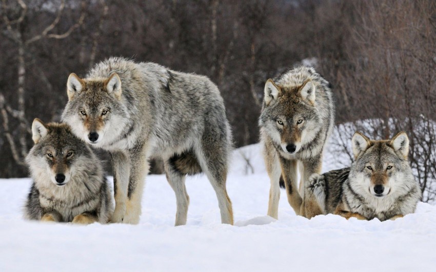 Wolf Group Background Full HD Wallpaper Download