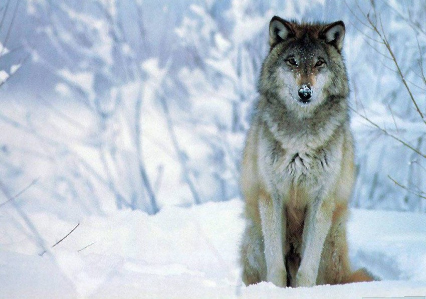 Wolf Sitting Ice Background Full HD Wallpaper