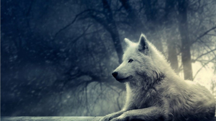Wolf Sitting In Forest Background Full HD Wallpaper