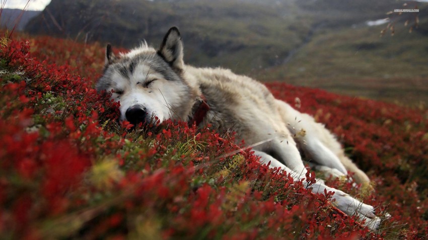 Wolf Sleeping Background Full HD Wallpaper Download