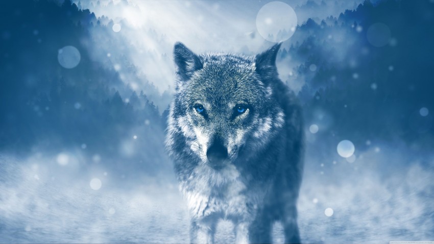 Wolf Standing Background Full HD Wallpaper Download