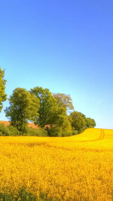 Yellow Canola Field Background HD Download