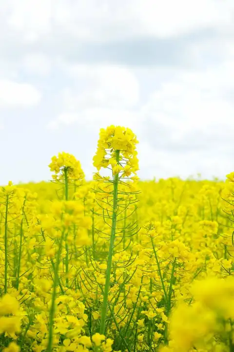 Yellow Canola Field Phone Background HD Download