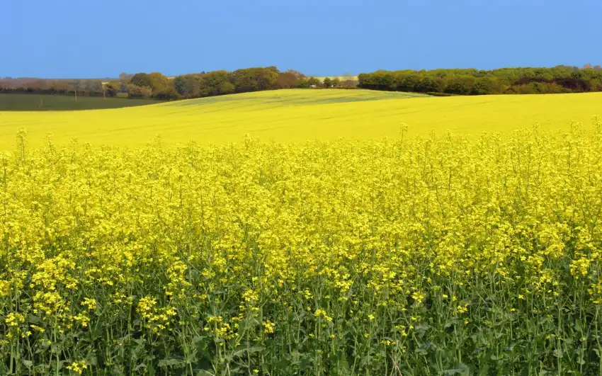 Yellow Canola Field Wallpaper Background HD Download