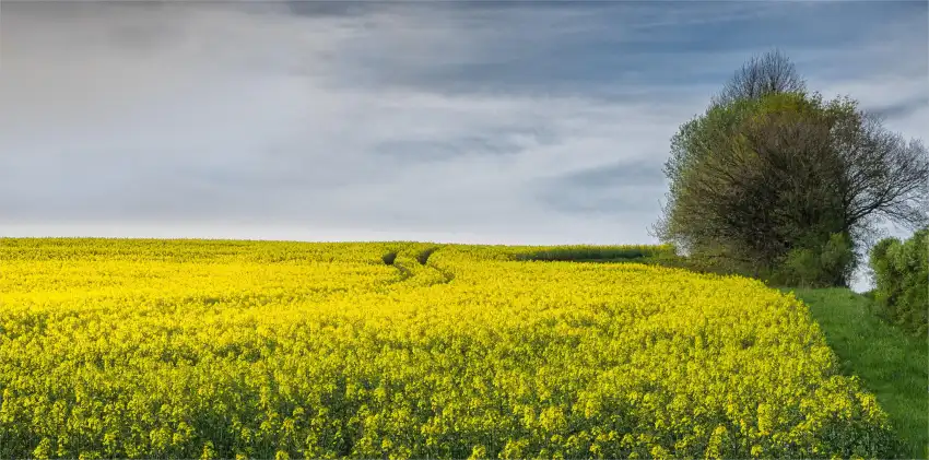 Yellow Canola Field With Sky Background HD Download