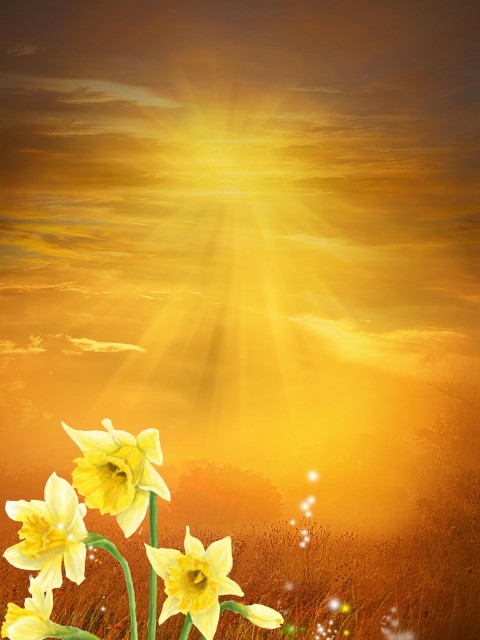 Yellow FlowerStudio Background HD Download