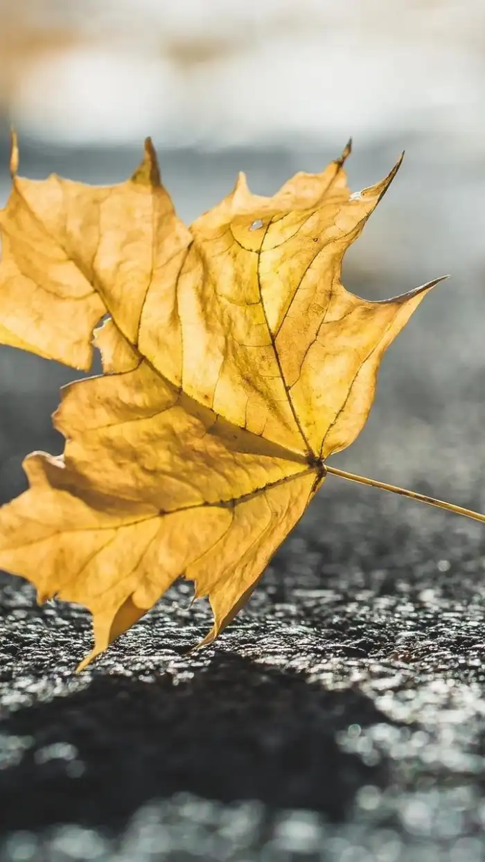 🔥 Yellow Leaf On A Black Surface Background HD Wallpapers | CBEditz