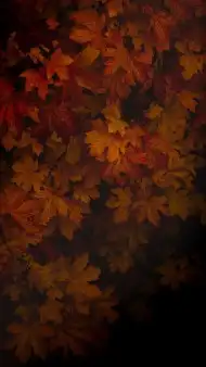 Cover Photo of Dark Autumn Tree Background