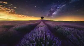 Cover Photo of Lavender Field Background