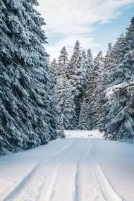 Cover Photo of Winter Tree Background