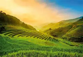 Cover Photo of Rice Field Background