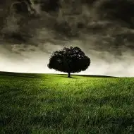 Cover Photo of Single Tree Background