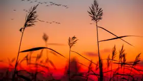 Cover Photo of Sunrise Field Background