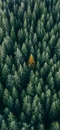 Cover Photo of Pine Tree Background