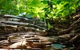 Cover Photo of Tree Bark Background