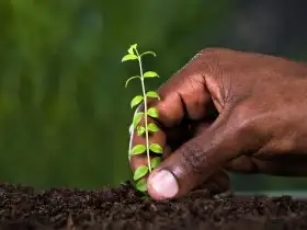 Cover Photo of Tree Planting Background